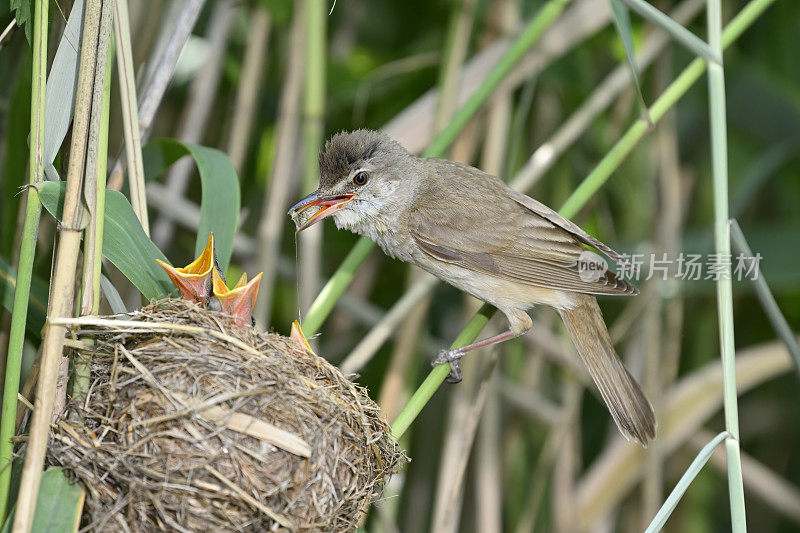 大苇莺用昆虫喂雏鸟(Acrocephalus arundinaceus)